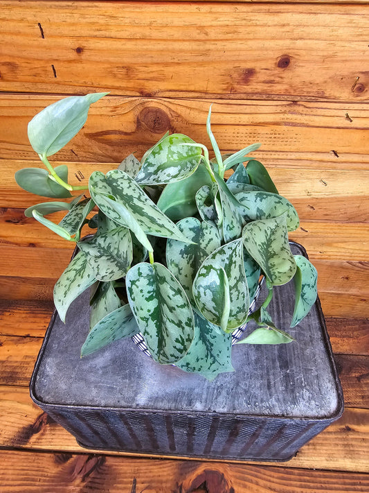 Scindapsus Silver Lady, 6" Plant - Tampa Home & Garden Store