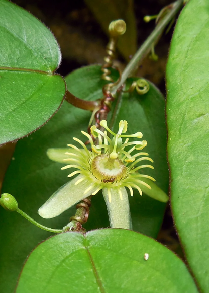 Passiflora Suberosa Plant (Corky Stem Passion Fruit)