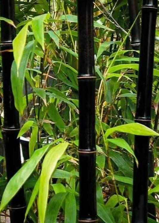 Bamboo 'Black Asper' Plant (Bambusa lako)