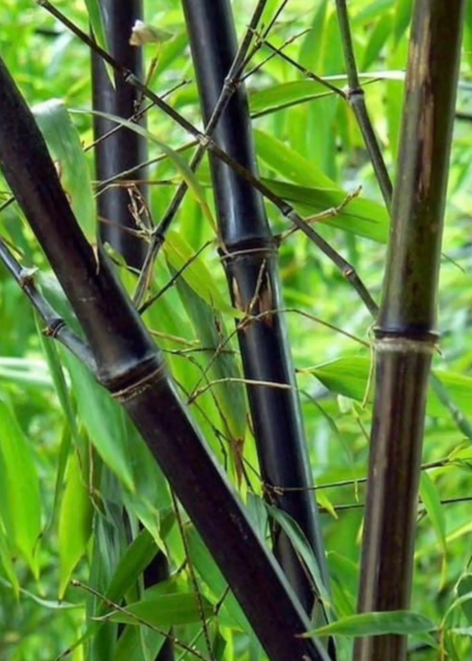 Bamboo 'Black Asper' Plant (Bambusa lako)