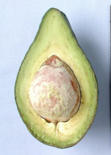 Avocado Tree 'Lula' (Persia americana)