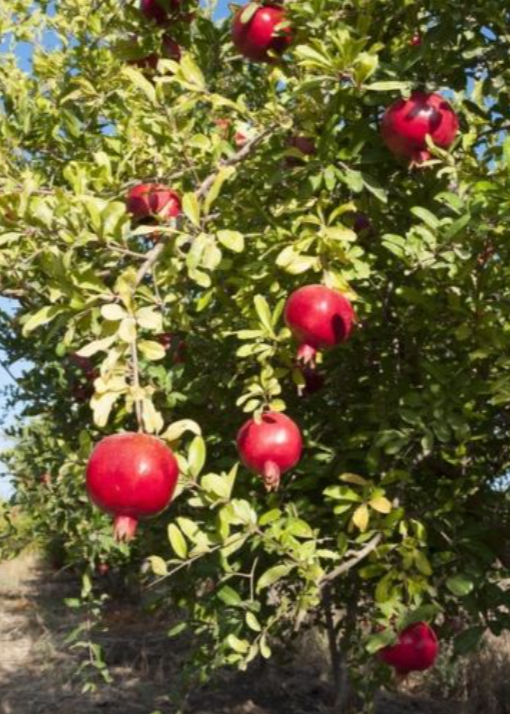 Pomegranate Tree 'Afganski' (Punica granatum)