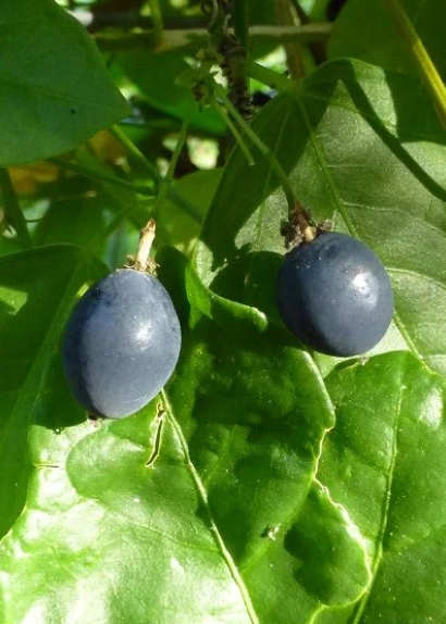 Passiflora Suberosa Plant (Corky Stem Passion Fruit)