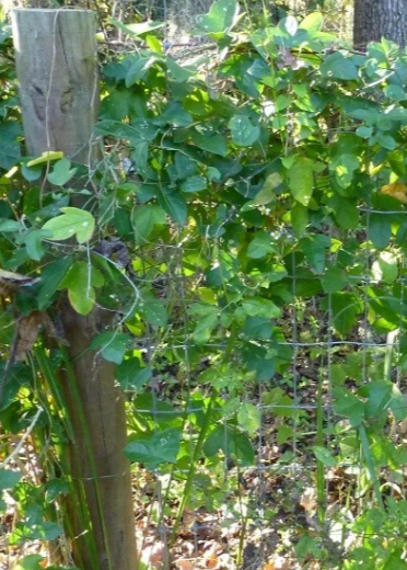 Passiflora Suberosa Plant (Corky Stem Passion Fruit)