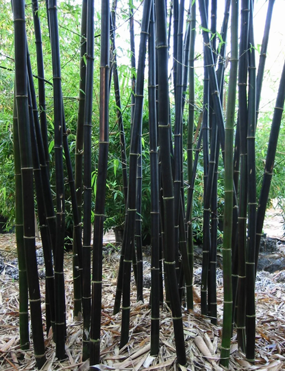 Planta de bambú 'Black Asper' (Bambusa lako)