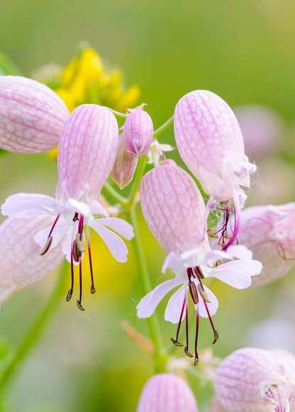 Planta de silene (Silene inflata)
