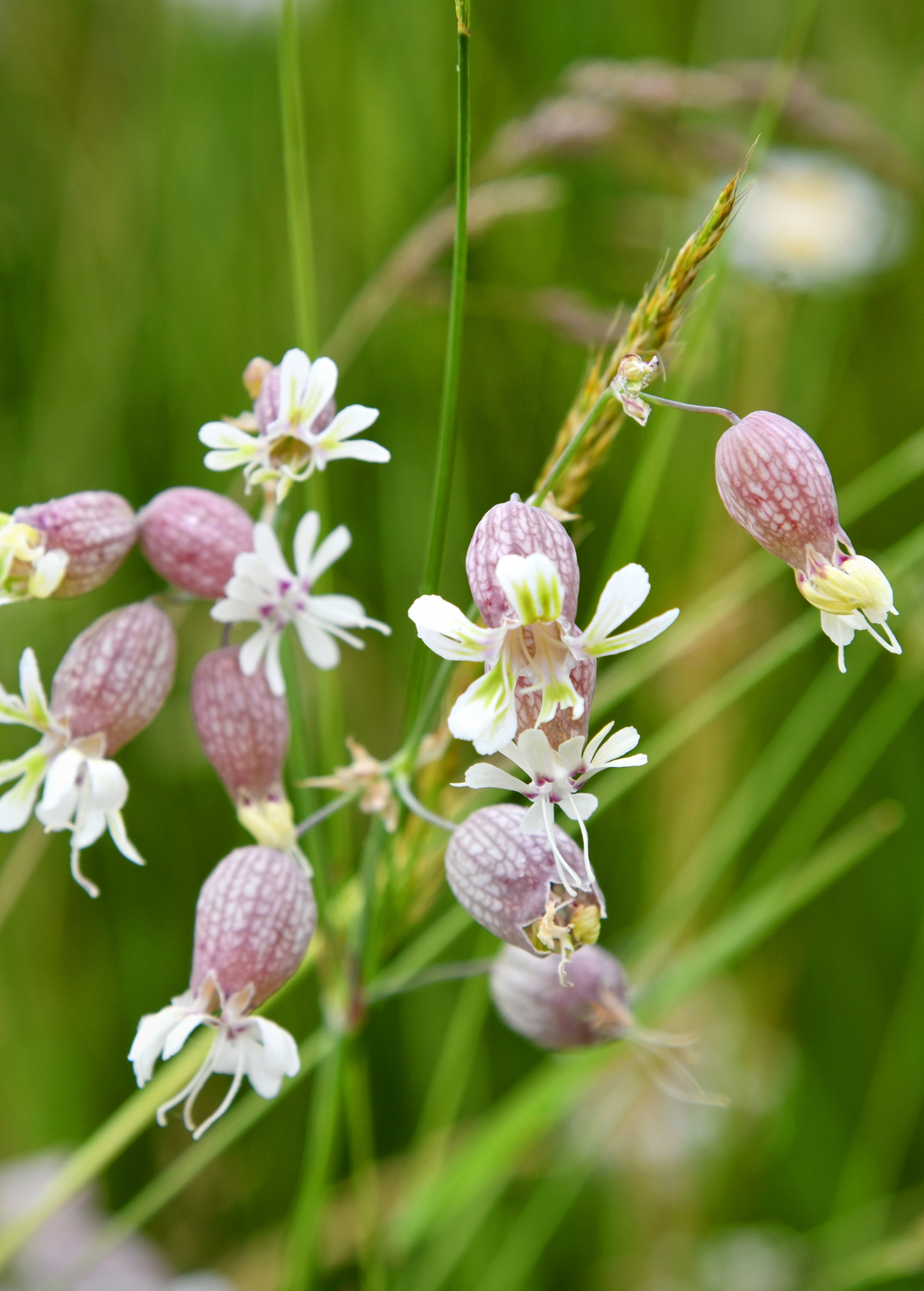 Planta de silene (Silene inflata)