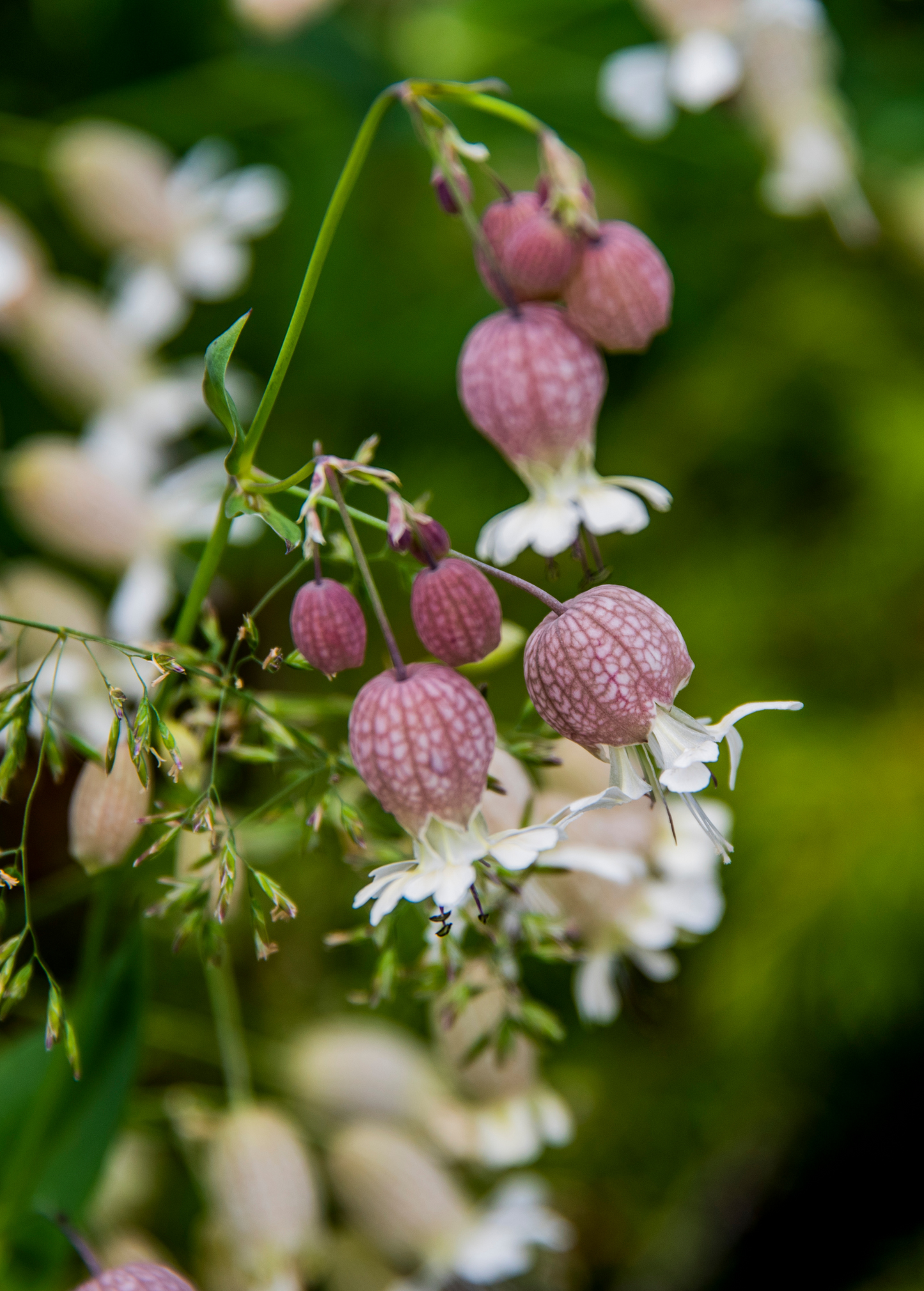 Planta de silene (Silene inflata)