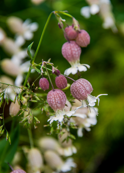 Planta de silene (Silene inflata)