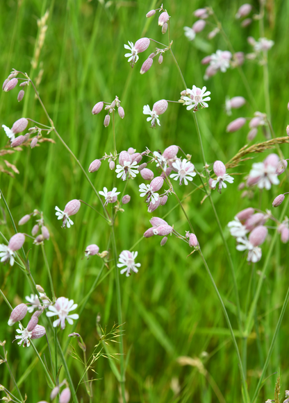 Planta de silene (Silene inflata)
