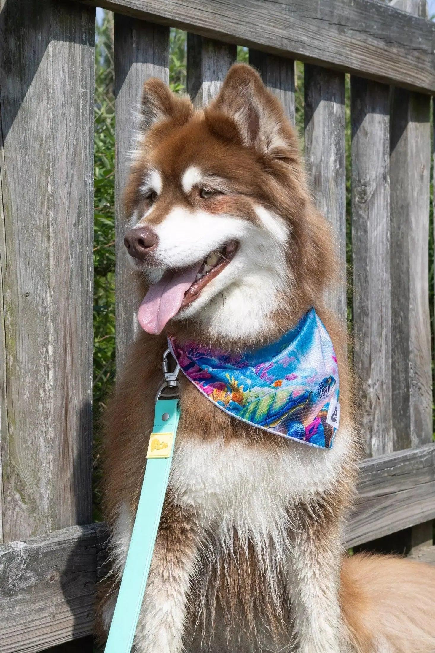 Sea Turtle Swim Dog Bandana - Tampa Home & Garden Store