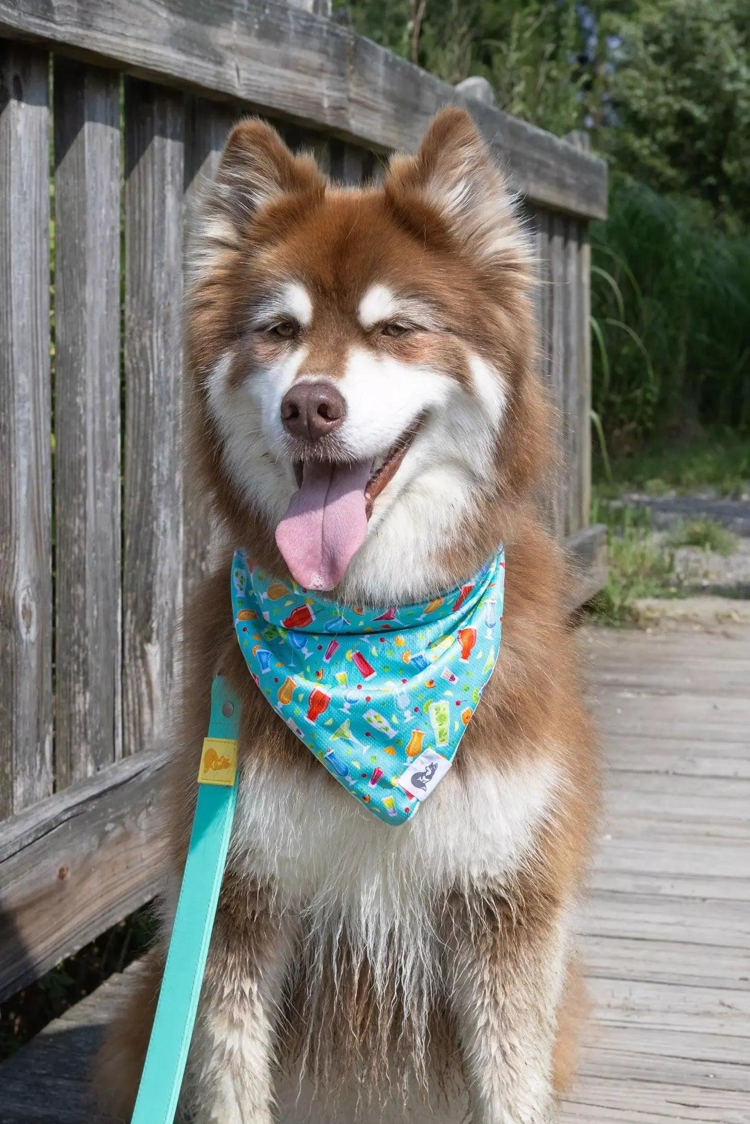 Seaside Sips Dog Bandana - Tampa Home & Garden Store