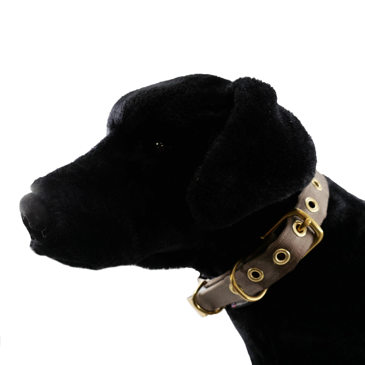 Collars Seatbelt dog collar American Dog tan strap brass hardware on black plush dog Tampa on Tampa Home & Garden Store