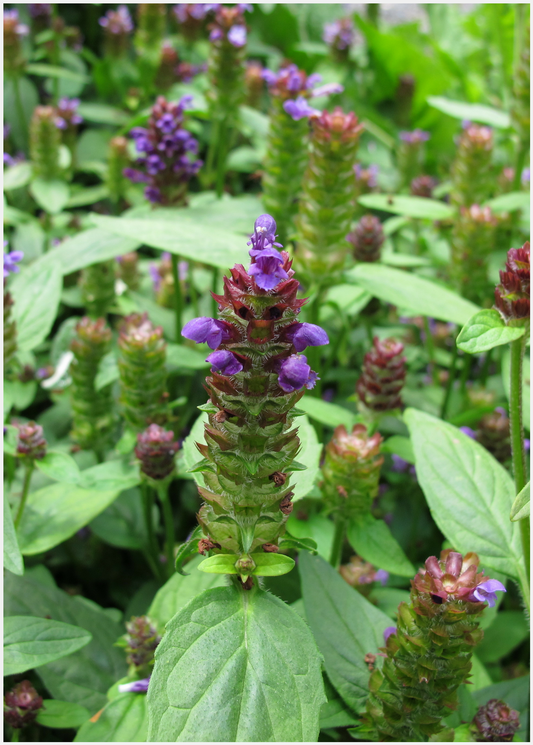 Self Heal Herb (Prunella vulgaris) - Tampa Home & Garden Store