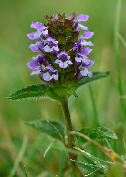 Self Heal Herb (Prunella vulgaris) - Tampa Home & Garden Store