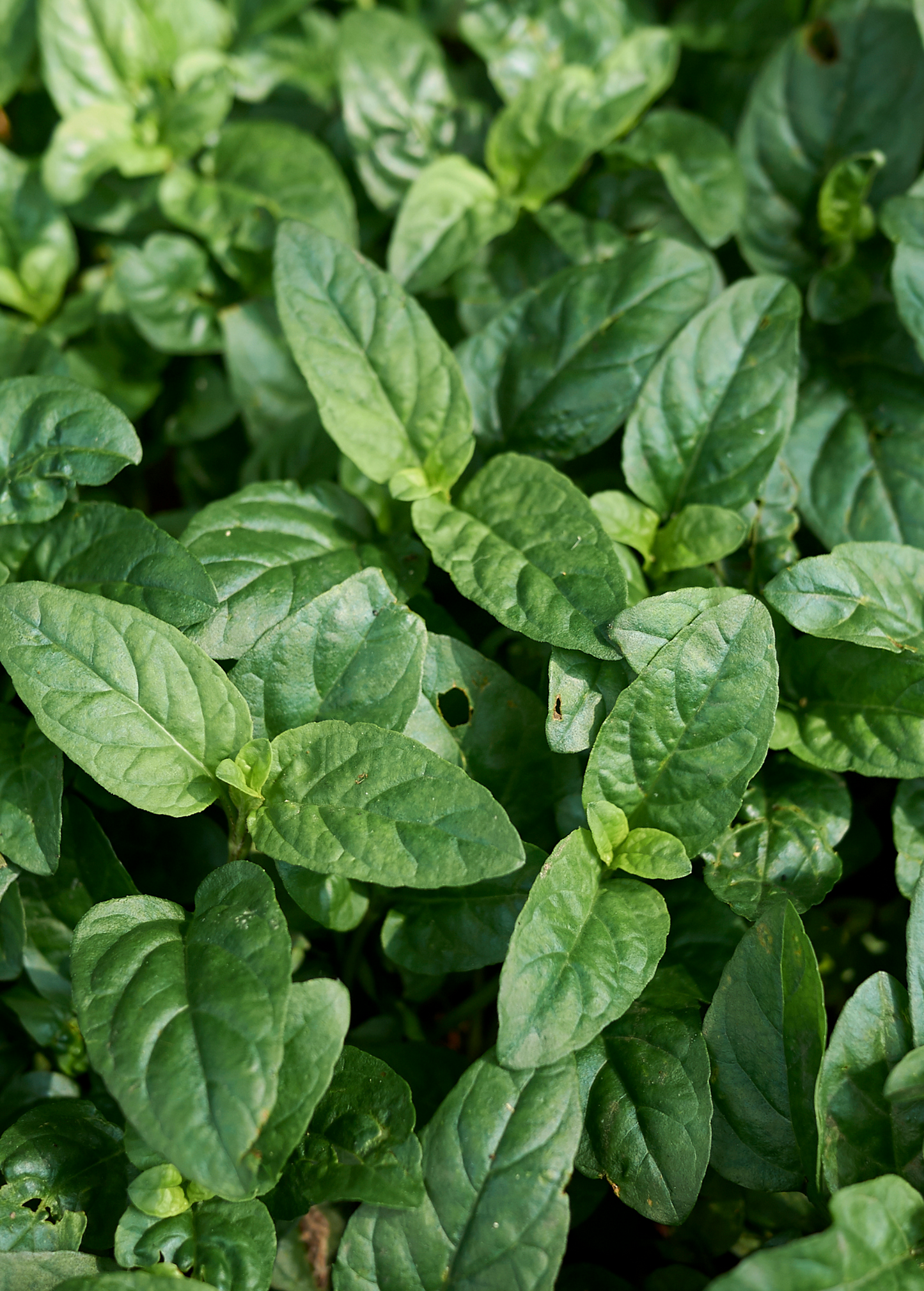 Self Heal Herb (Prunella vulgaris) - Tampa Home & Garden Store