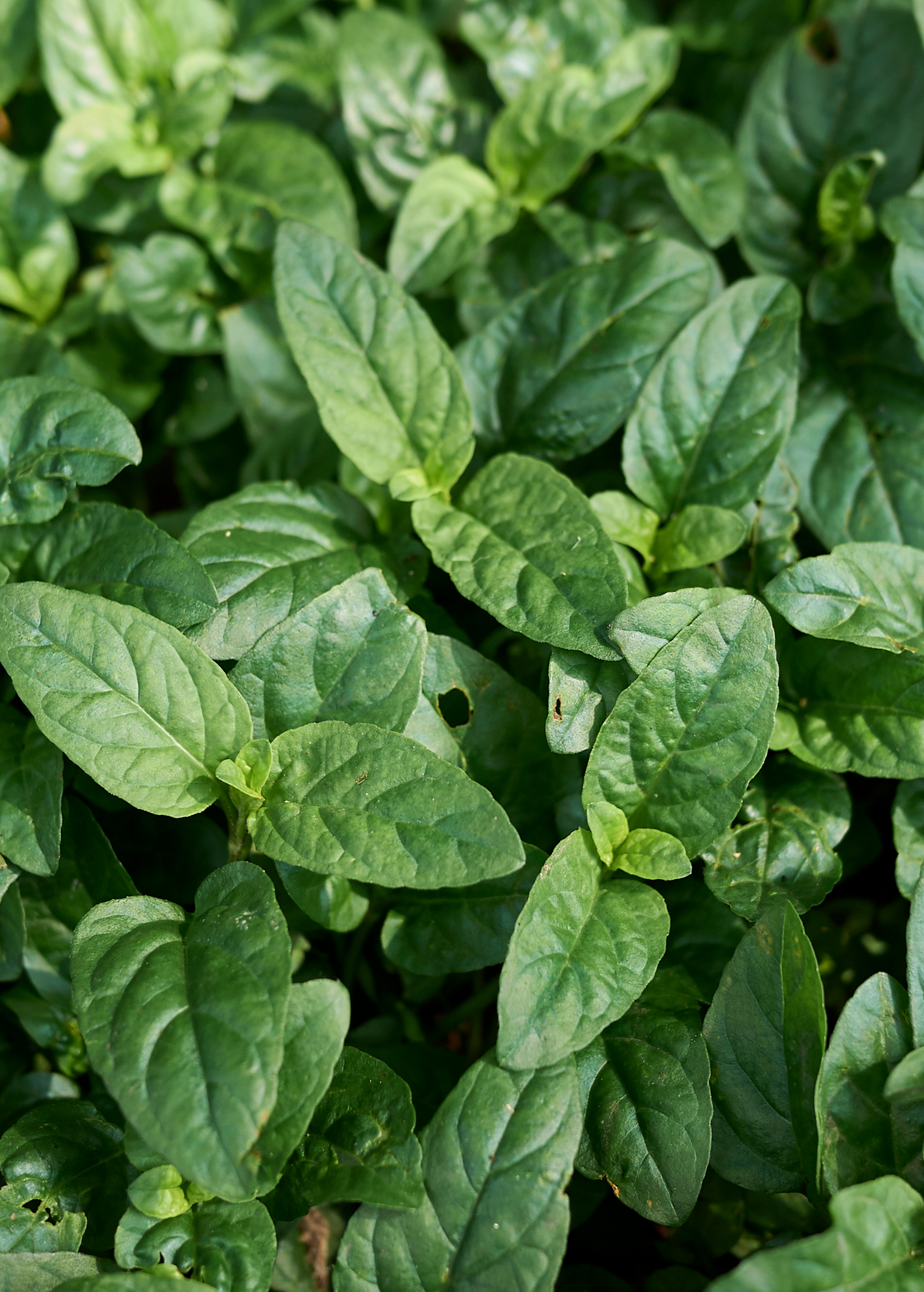 Self Heal Herb (Prunella vulgaris) - Tampa Home & Garden Store