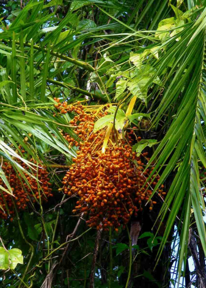 Senegal Date (Phoenix reclinata) - Tampa Home & Garden Store