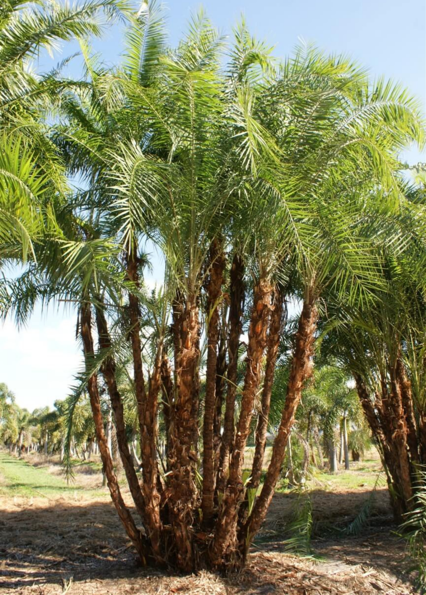 Senegal Date (Phoenix reclinata) - Tampa Home & Garden Store