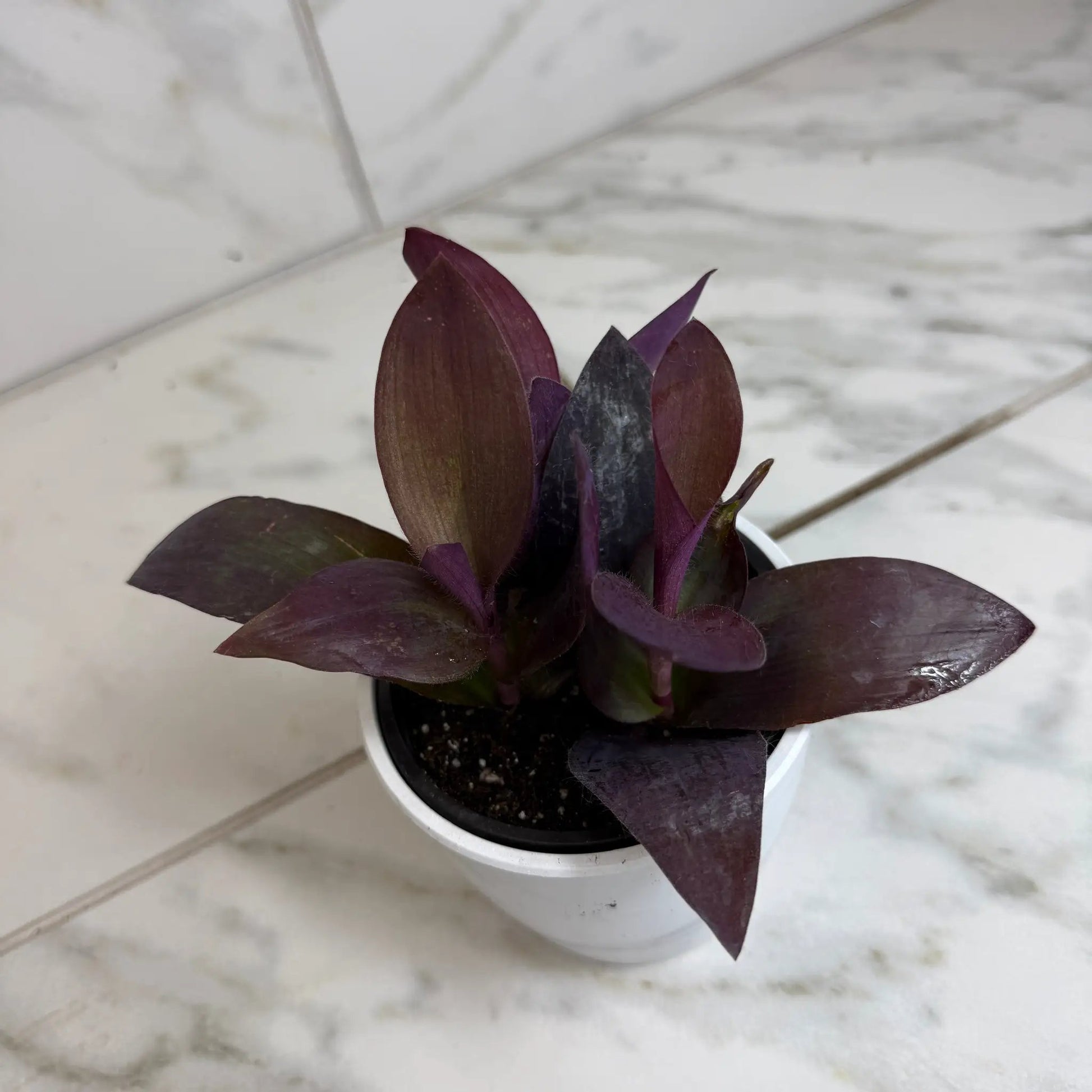 - image on Tampa Home & Garden Store