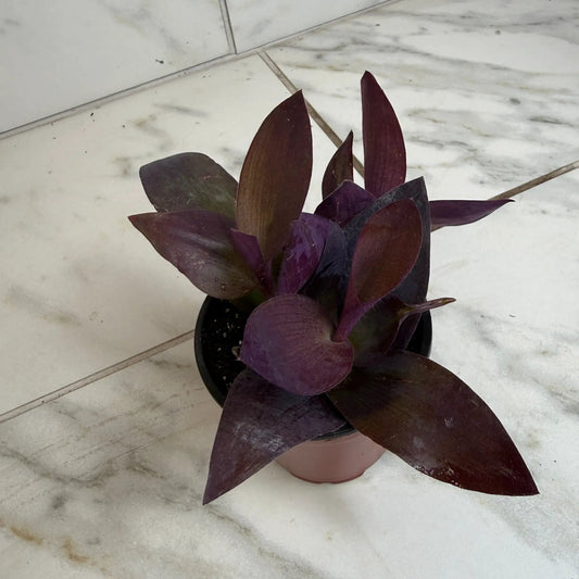 - image on Tampa Home & Garden Store