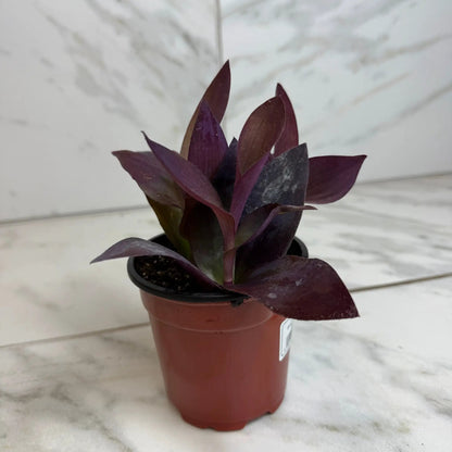 - image on Tampa Home & Garden Store