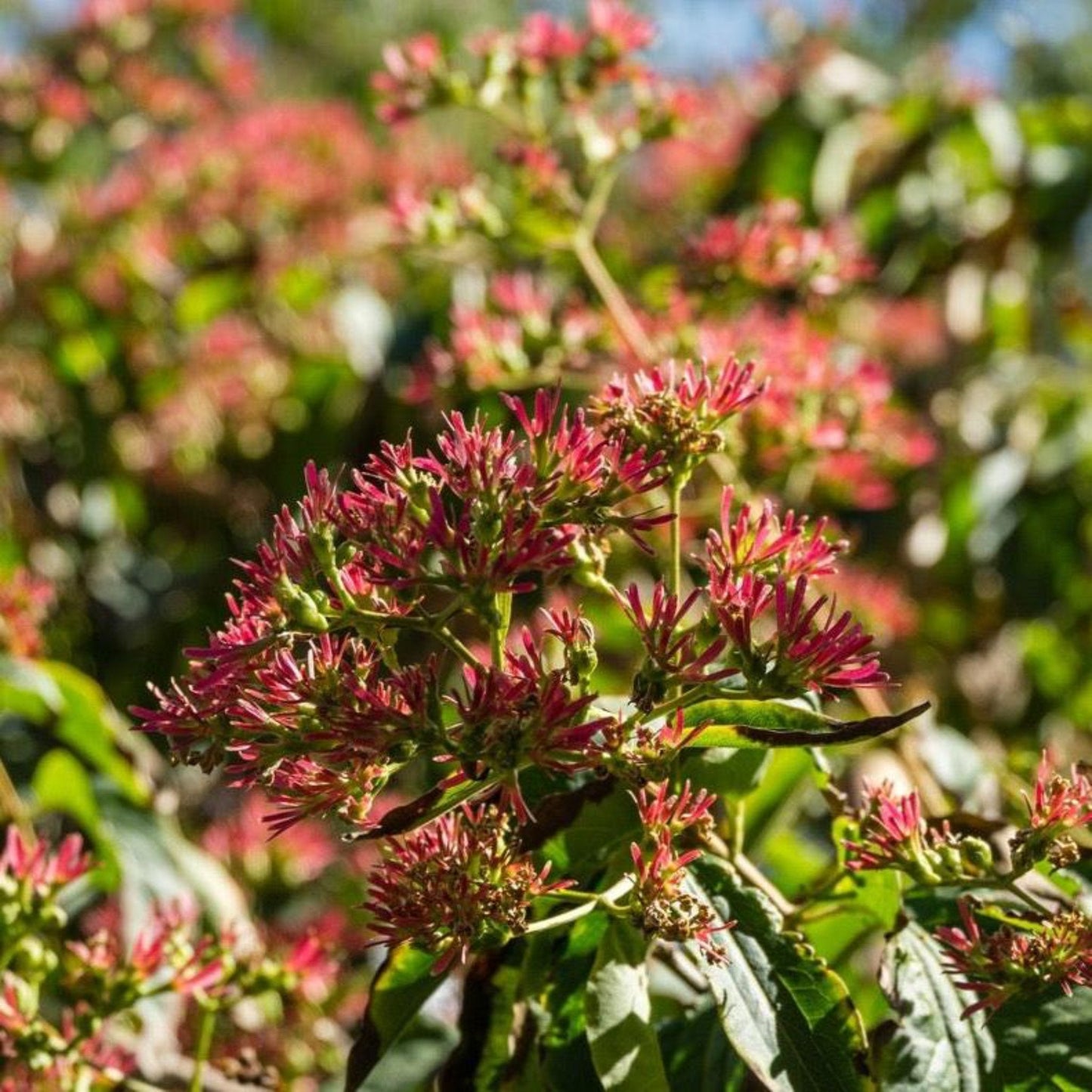 Temple of Bloom Seven-Son Flower plant with pink-red bottlebrush blooms on green shrub on Tampa Home & Garden Store