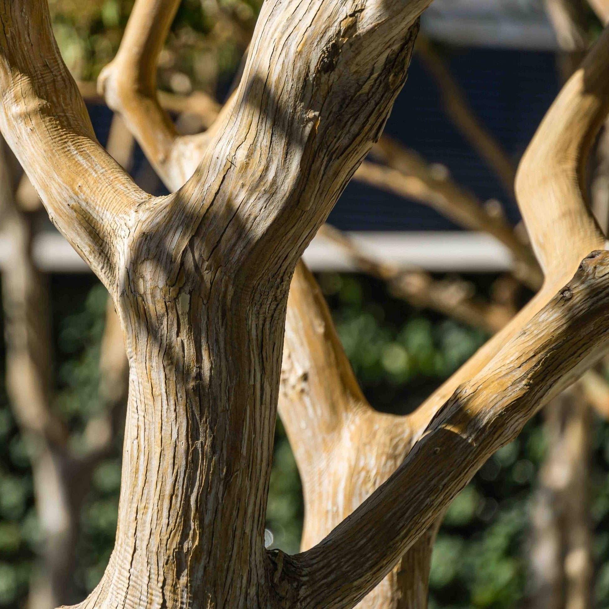 Temple of Bloom Seven-Son Flower plant Live Good Logistics amid weathered wood branches close-up on Tampa Home & Garden Store