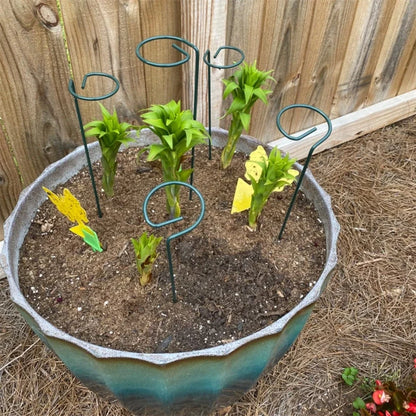 30 Single Stem Plant Support Stakes in the Yard