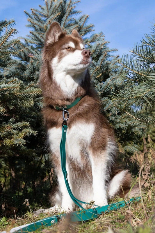 Siberian Spruce Waterproof Dog Leash - Tampa Home & Garden Store