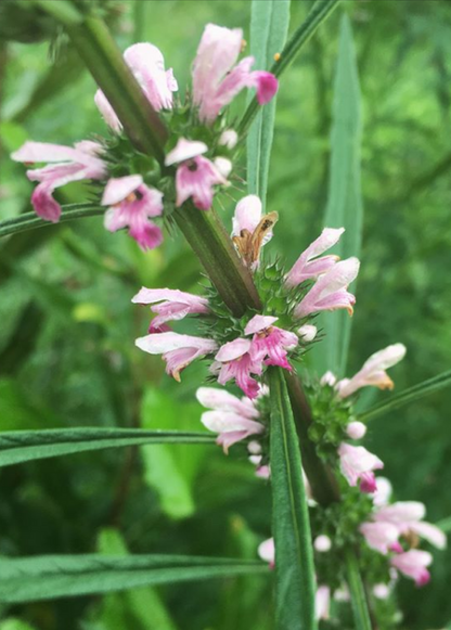 Siberian Motherwort Plant (Leonurus sibiricus)