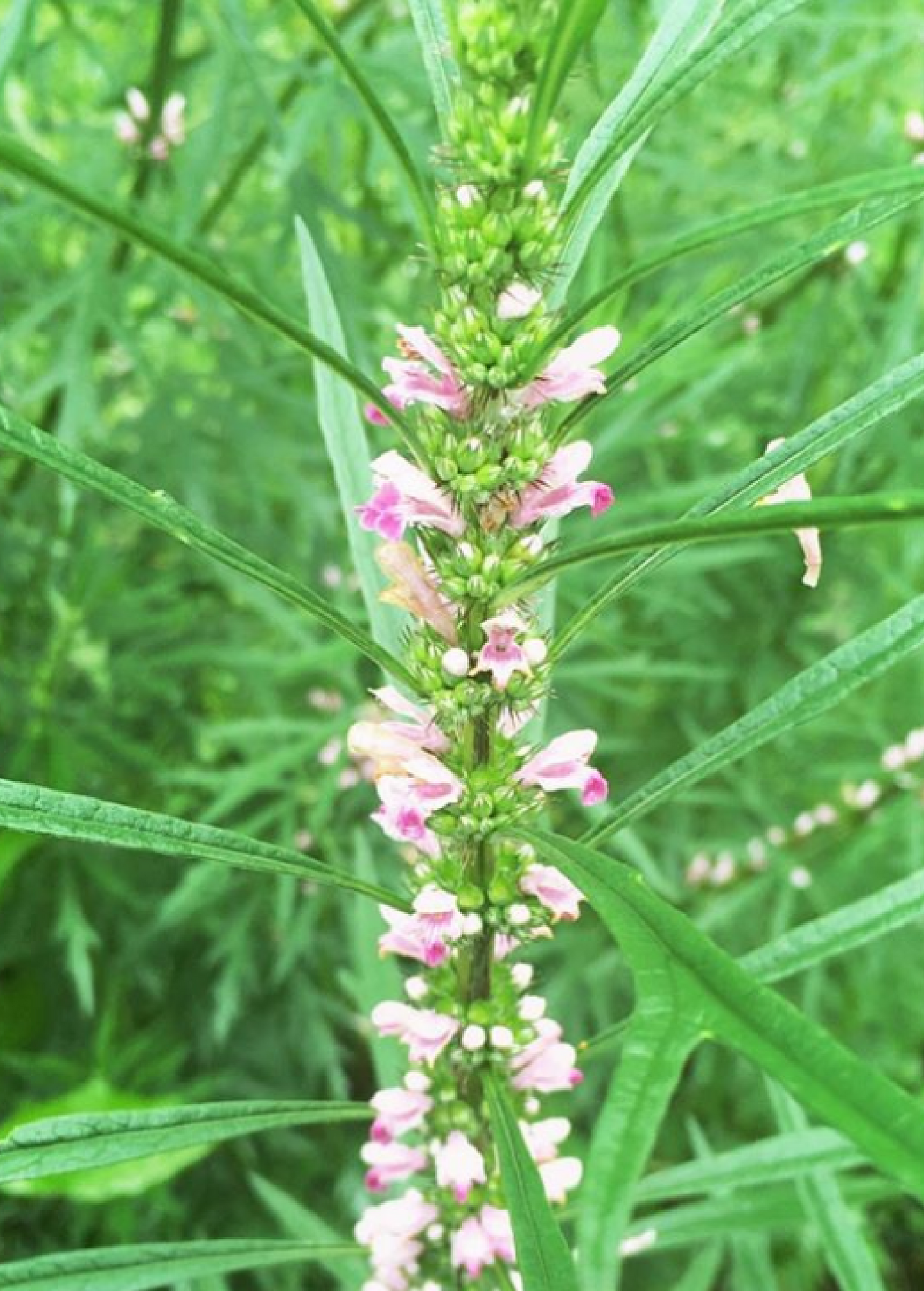 Siberian Motherwort Plant (Leonurus sibiricus)