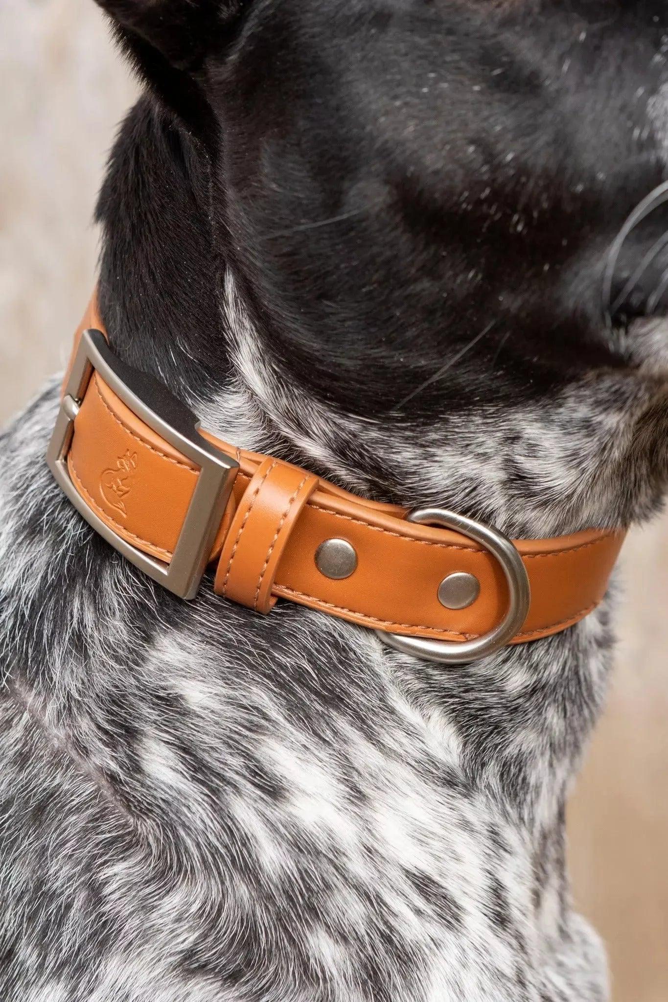 Sierra Sunrise Vegan Leather Dog Collar - Tampa Home & Garden Store