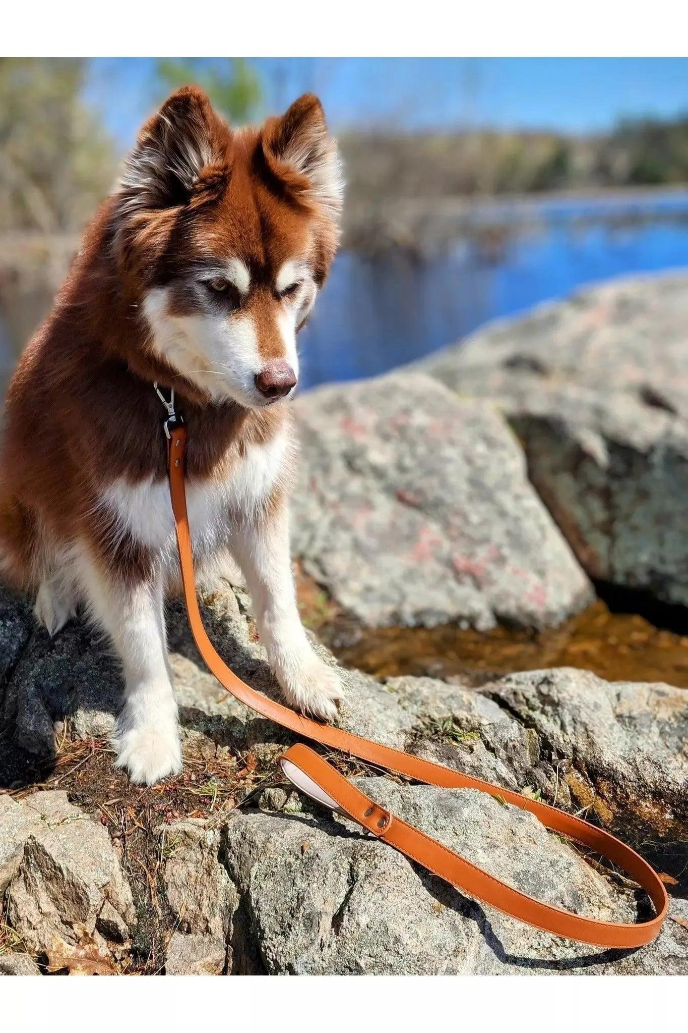 Sierra Sunrise Vegan Leather Dog Leash - Tampa Home & Garden Store