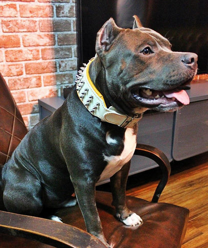 "Silver Giant" collar White - Tampa Home & Garden Store
