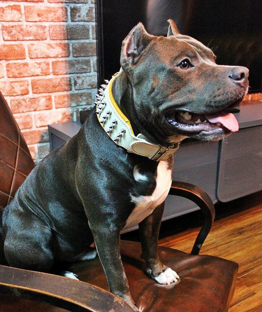 "Silver Giant" collar White - Tampa Home & Garden Store