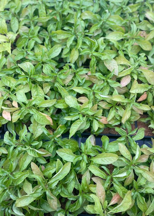 Sissoo Spinach Plant, Narrowleaf (Alternanthera sissoo)