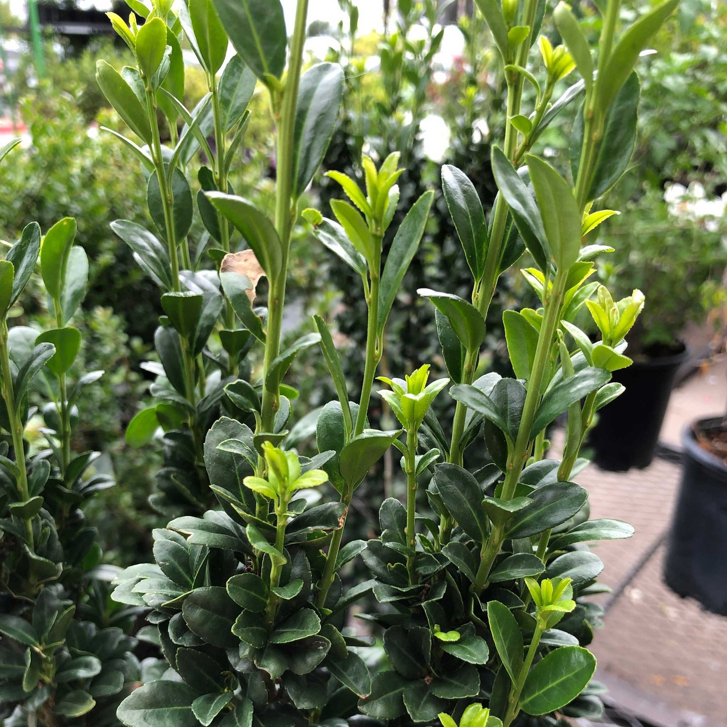 Sky Pencil Holly plant with slender upright stems and glossy dark green leaves on Tampa Home & Garden Store