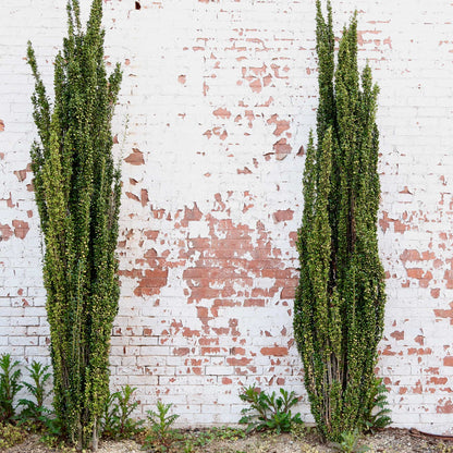 Sky Pencil Holly shrubs with dense green foliage against a distressed white brick wall on Tampa Home & Garden Store