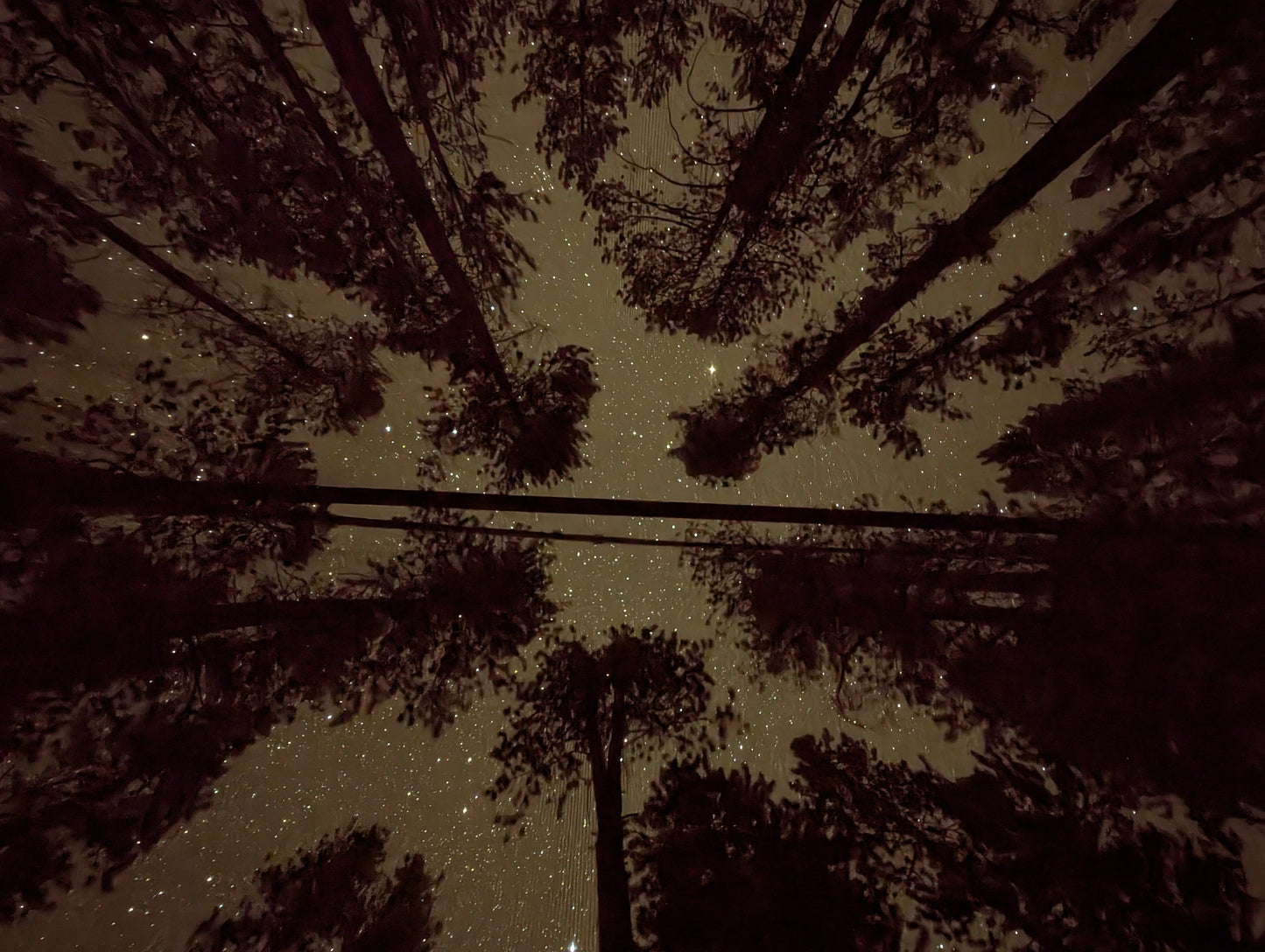Sky View Solo Tent starry night sky seen through silhouetted tree branches on Tampa Home & Garden Store