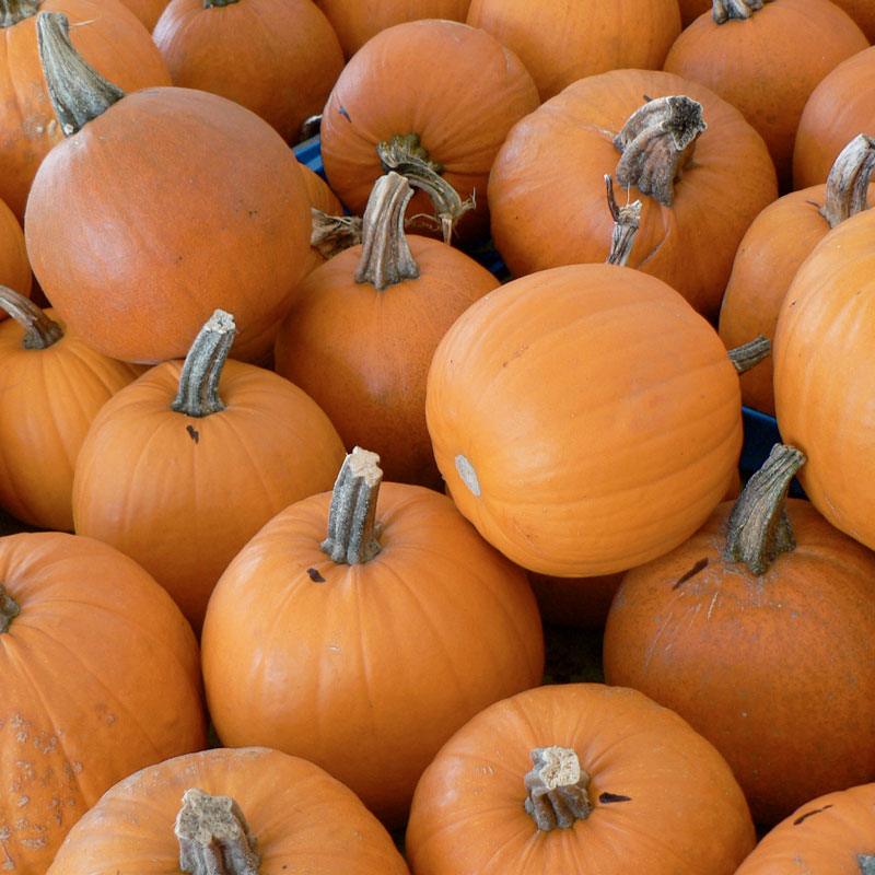 Small Sugar Pumpkin Seeds (Organic) - Tampa Home & Garden Store
