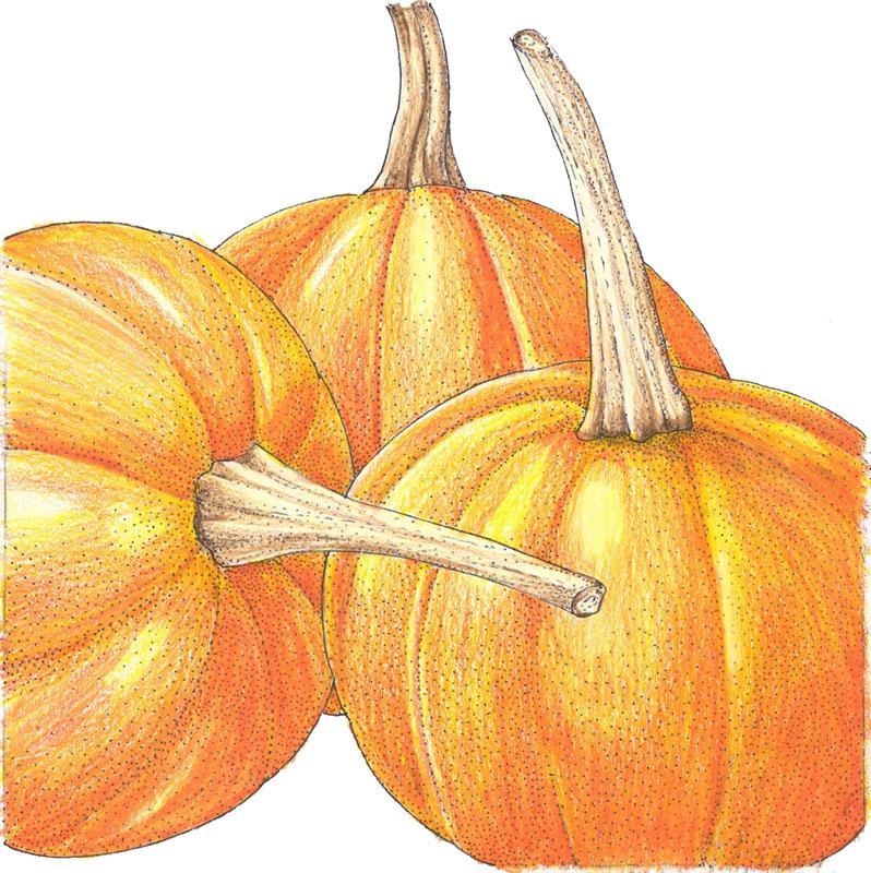 Small Sugar Pumpkin Seeds (Organic) - Tampa Home & Garden Store