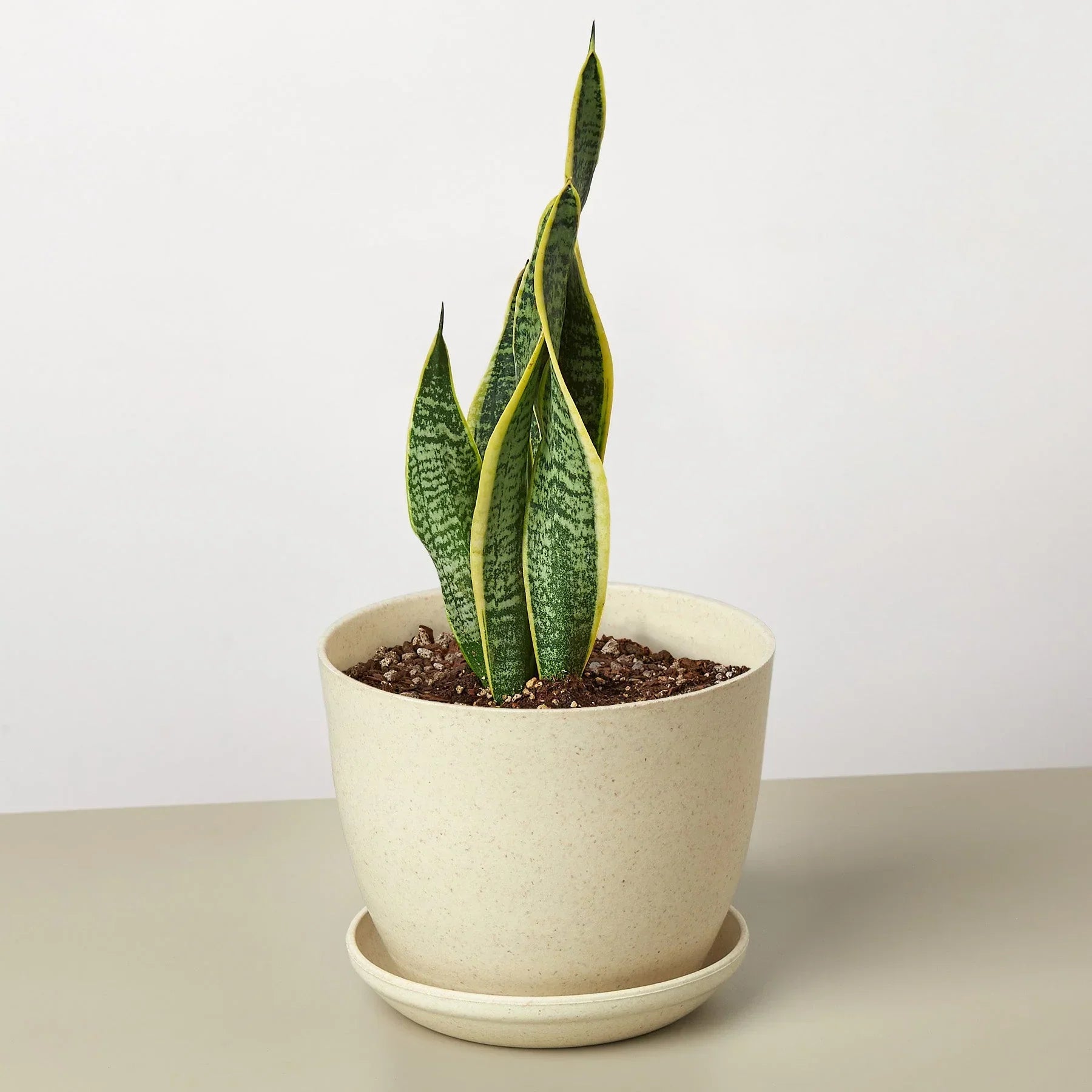Snake Plant Laurentii 4-inch plant with variegated leaves edged in yellow in beige pot on Tampa Home & Garden Store