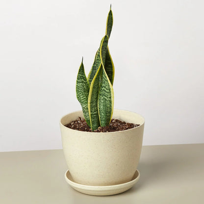 Snake Plant Laurentii 4-inch plant with variegated leaves edged in yellow in beige pot on Tampa Home & Garden Store