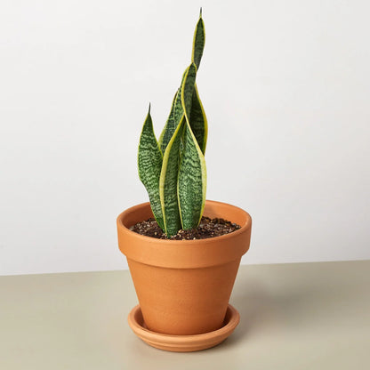 Snake Plant Laurentii 4-inch plant with green leaves and yellow edges Rooted Treasures Farms on Tampa Home & Garden Store