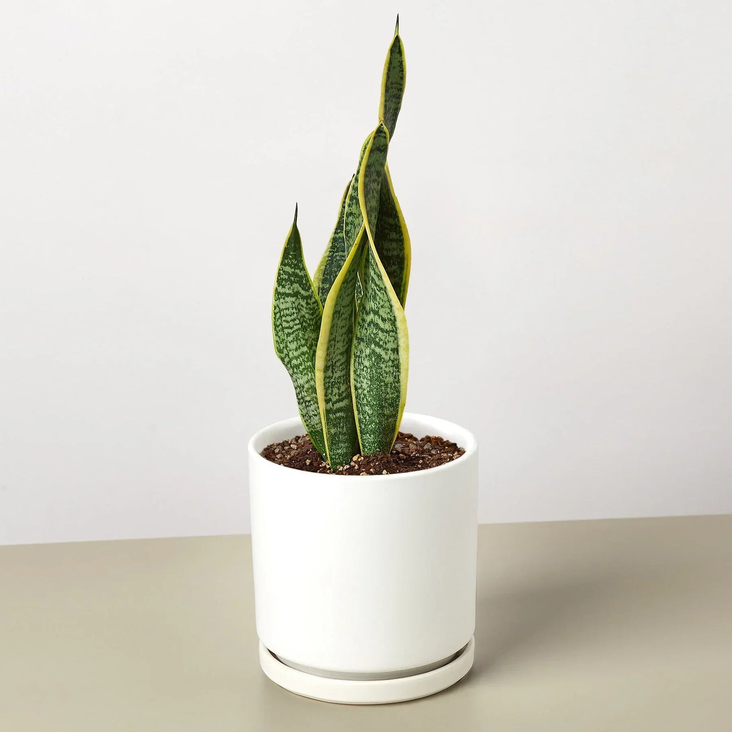Snake Plant Laurentii 4-inch plant Rooted Treasures Farms in white pot with variegated leaves on Tampa Home & Garden Store