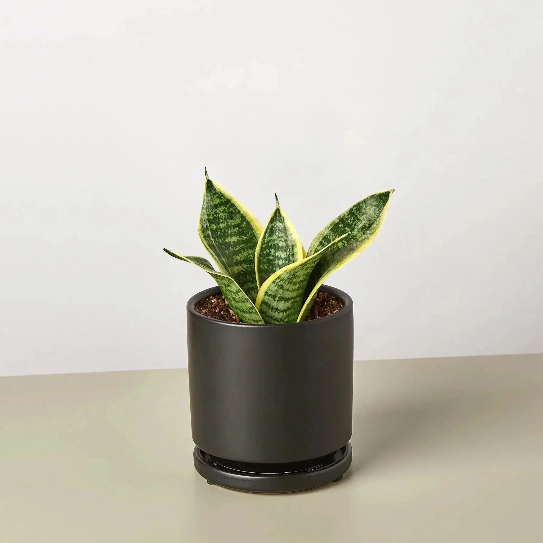 - image on Tampa Home & Garden Store