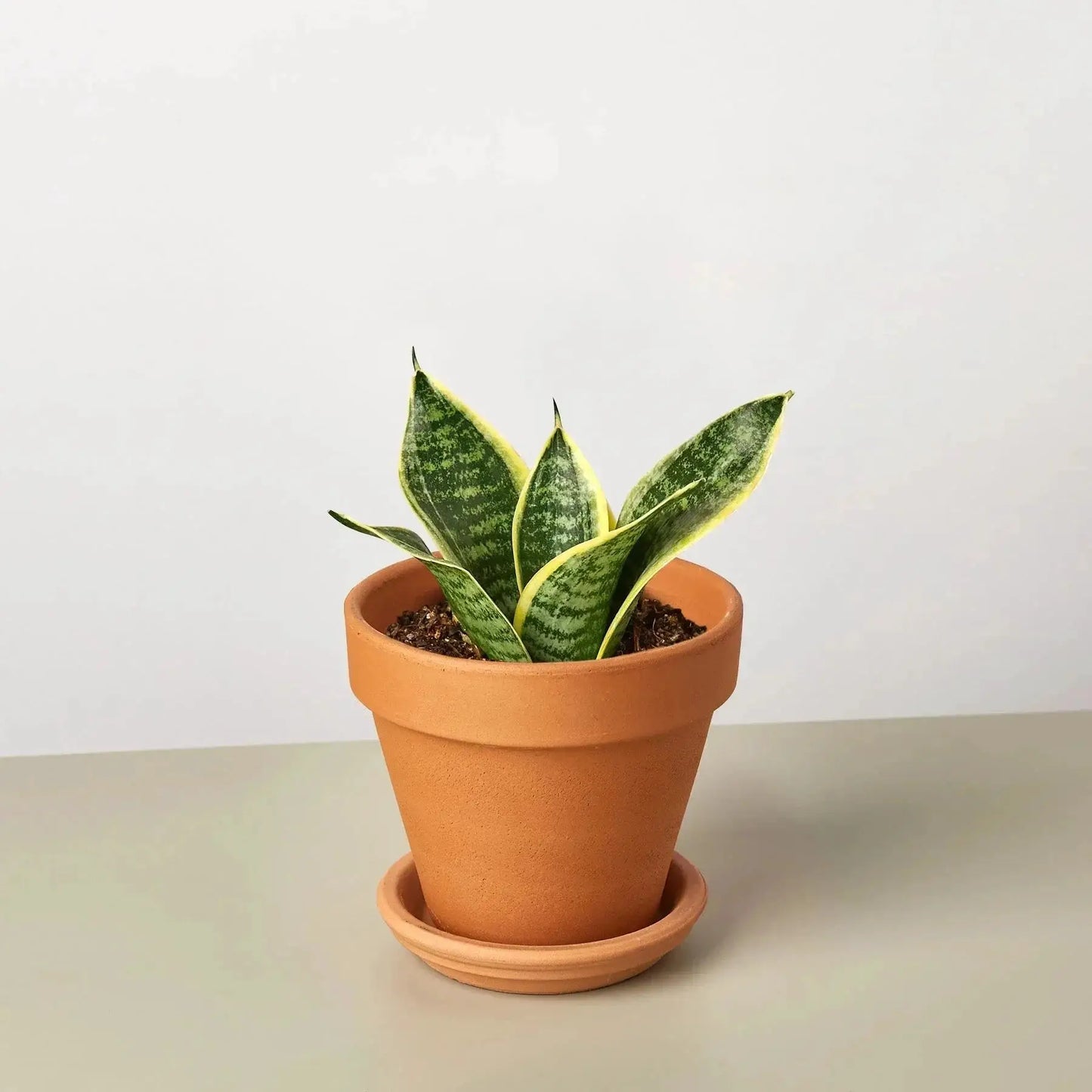 - image on Tampa Home & Garden Store