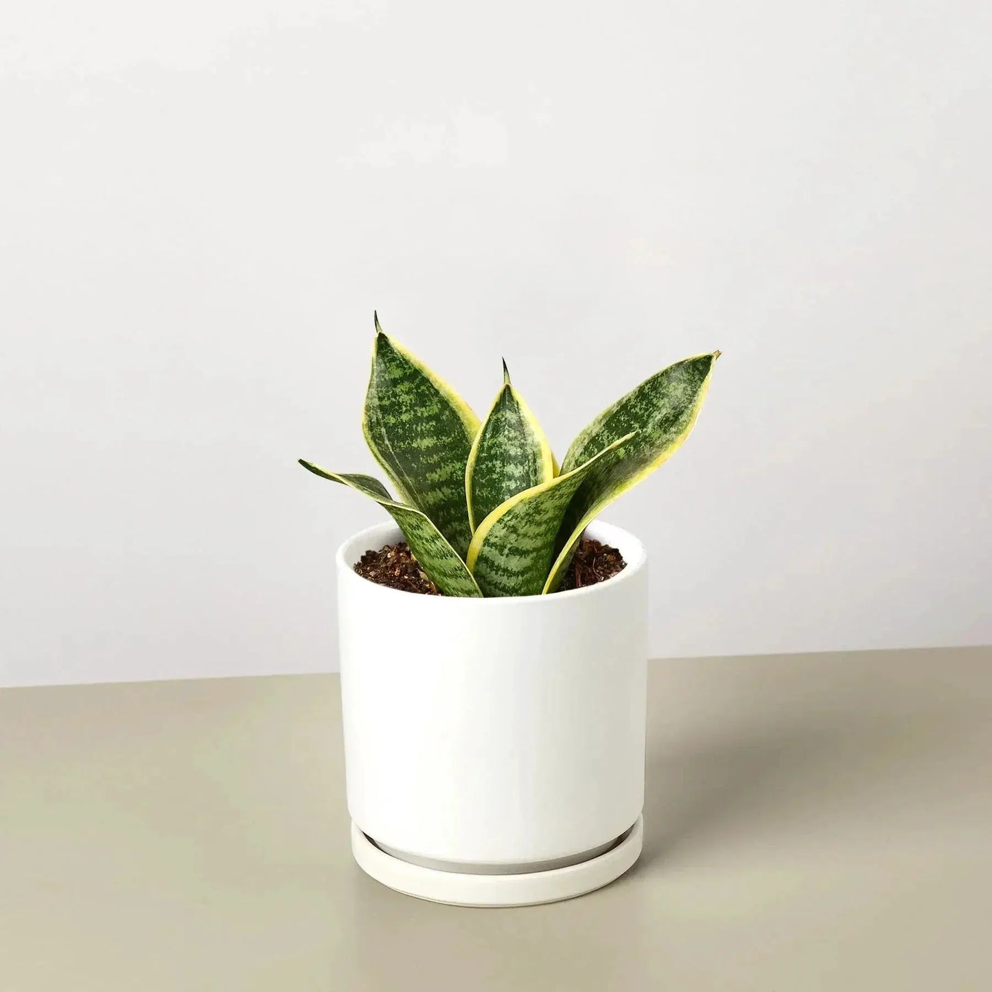 - image on Tampa Home & Garden Store