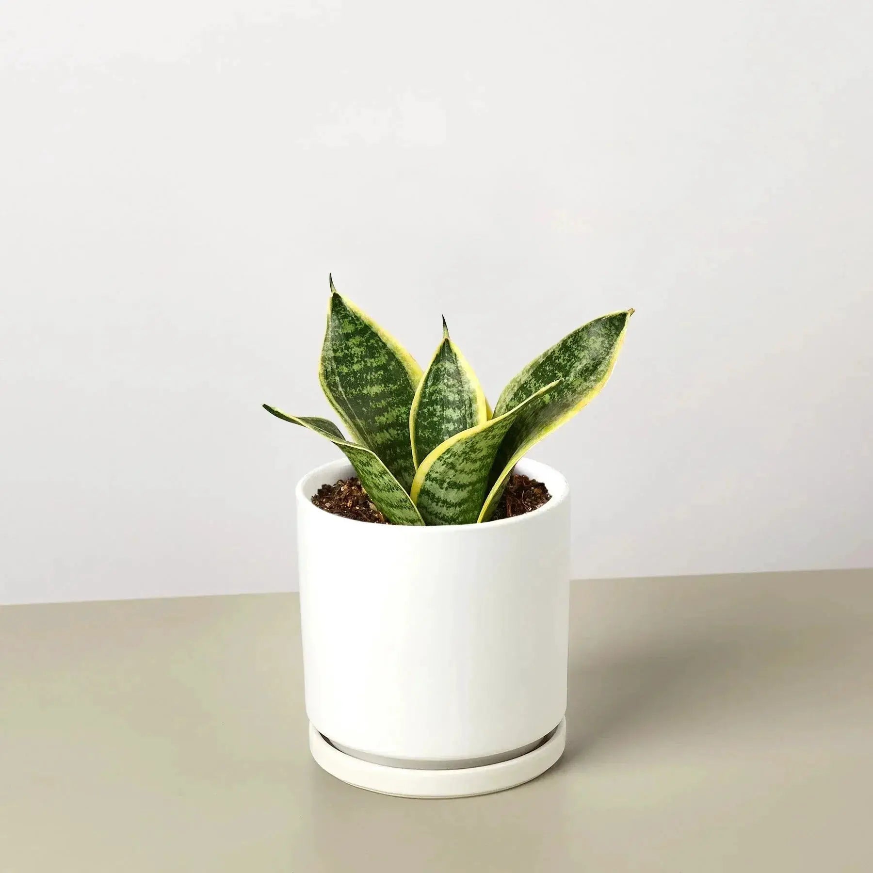 - image on Tampa Home & Garden Store